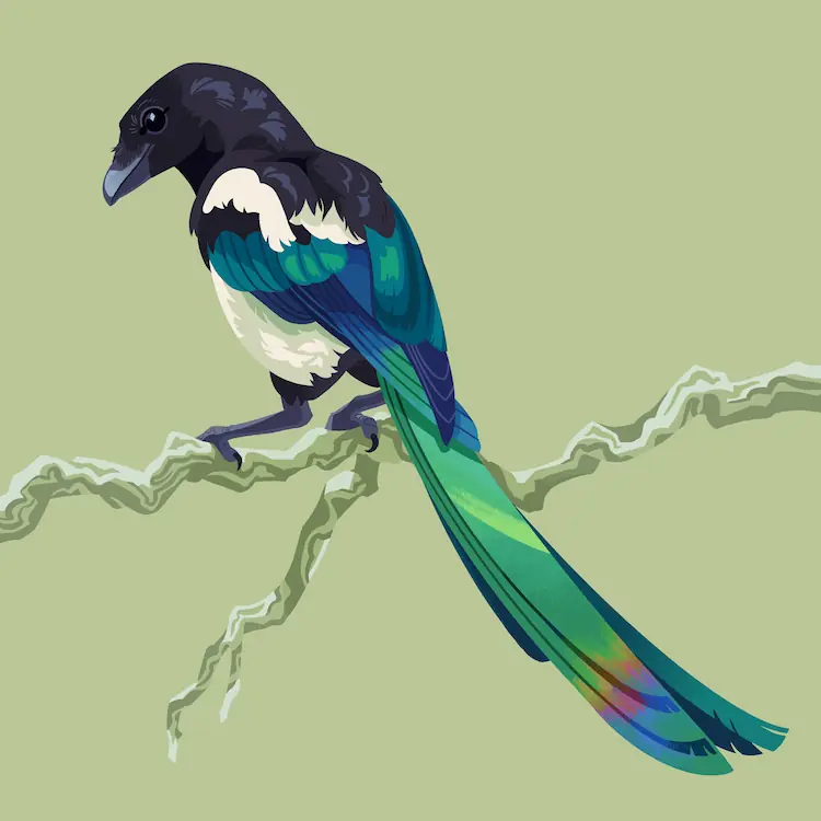 A painting of a black-billed magpie standing on a branch. Its body is facing away from the viewer, showing off its iridescent tail.