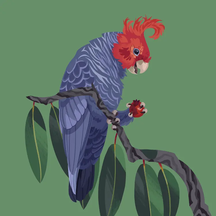 A painting of a male gang-gang cockatoo on a branch of a eucalyptus tree, holding a hawthorn berry.