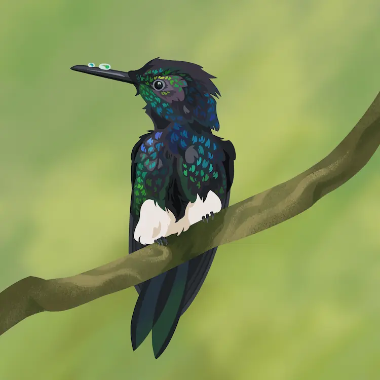 A painting of a puffleg hummingbird sitting on a branch, body towards the viewer and head turned to the side. There are two beads of water on its beak, which it seems to be inspecting.