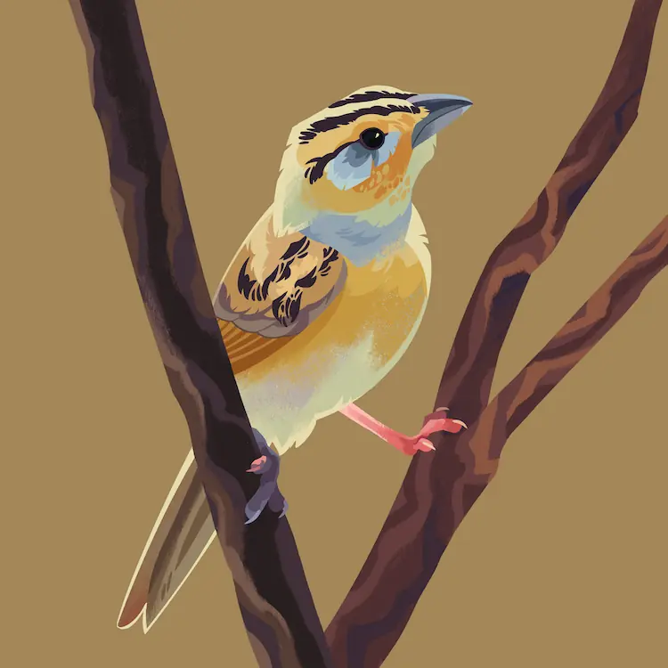 A painting of a LeConte's sparrow standing betwee a split branch branch, one leg held on to each side of the split.