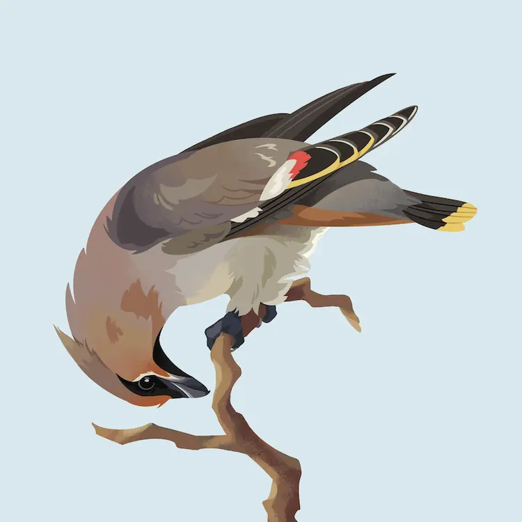 A painting of a Bohemian waxwing perched on the top of a bare branch, bent all the way over so its head is upside-down.