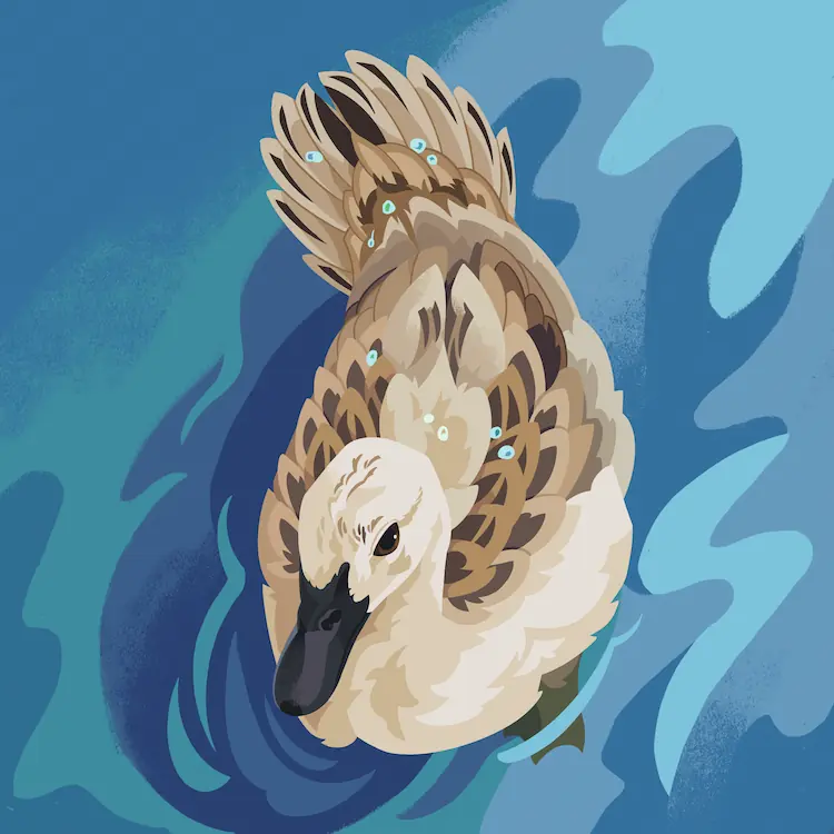 A painting of a Welsh Harlequin duck wading in water, viewed from a high angle. There are beads of water all along its back and tail.