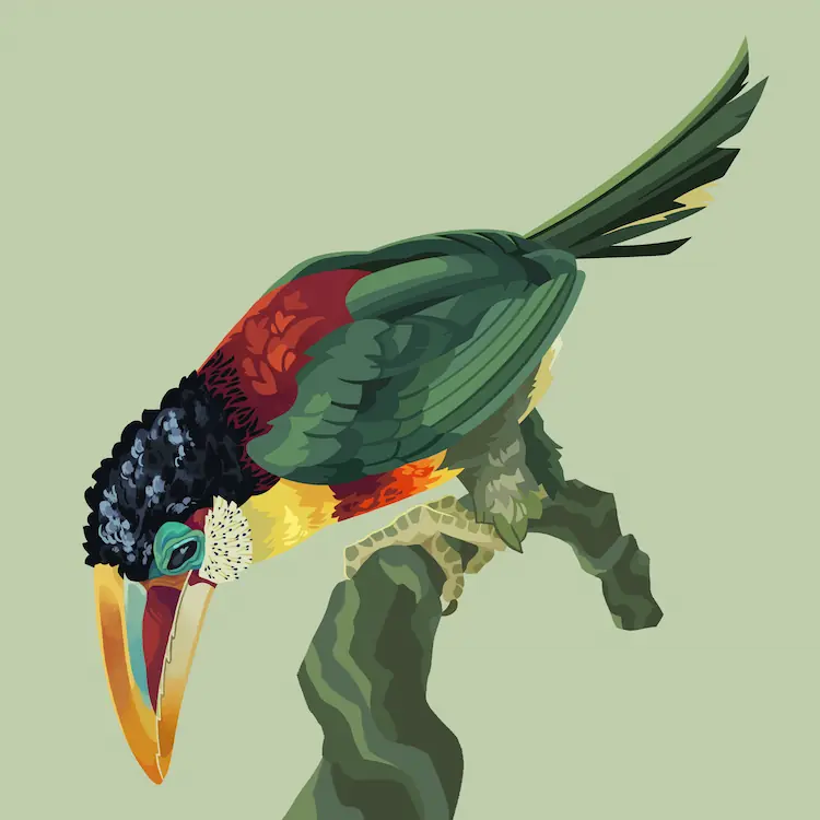 A painting of curl-crested aracari perched on a branch, leaning over and inspecting the ground.