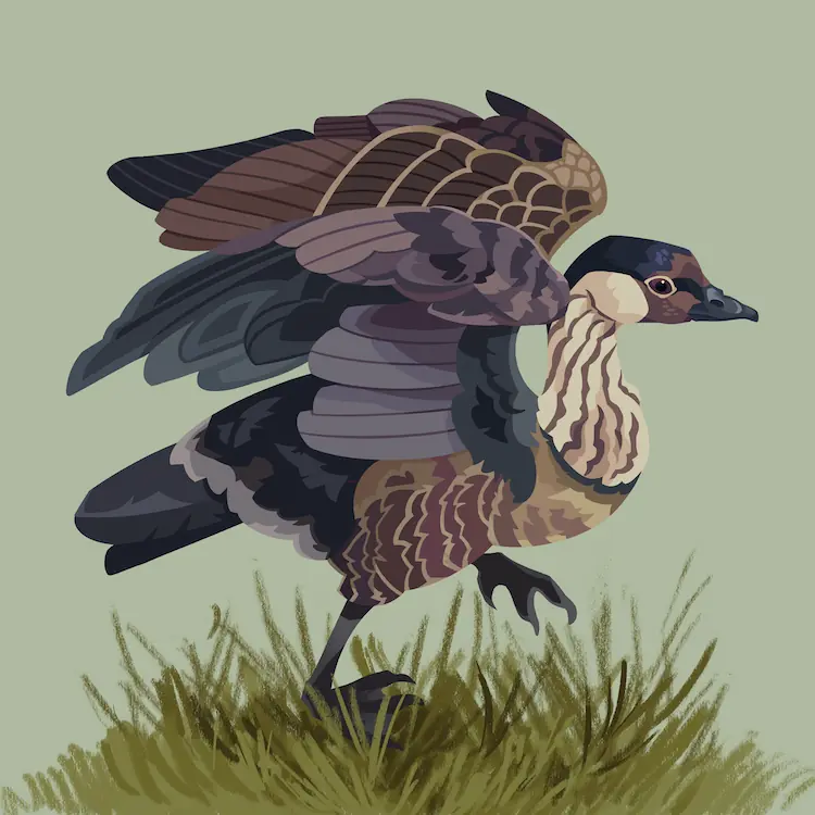 A painting of a Hawaiian goose walking in some grass, stretching its wings up and out.