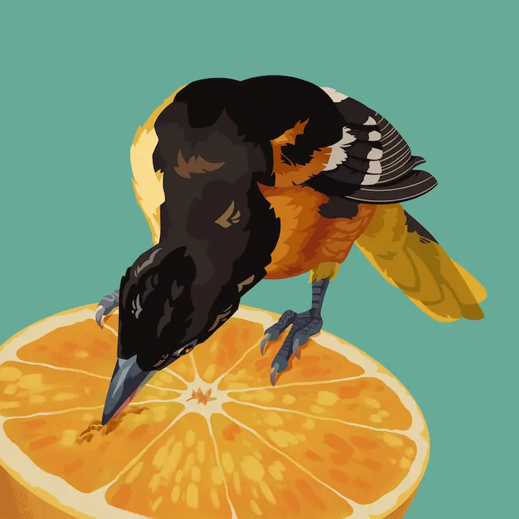 A painting of a Baltimore oriole standing on a half-slice of orange, nibbling at the fruit.