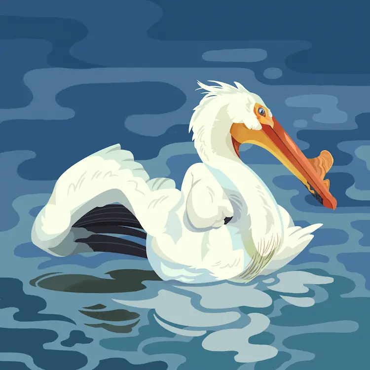 A painting of an American White Pelican floating on still water, body facing the viewing and head facing to the side. It has an impressive plate near the end of its beak. It's stretching a wing in the opposite direction of its head.