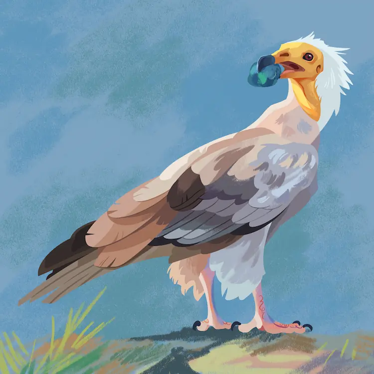 A painting of an Egyptian vulture on the ground facing away. Its head is turned around over its back, holding a turquoise stone in its beak. Egyptian vultures are known to use rocks to crack open eggs!