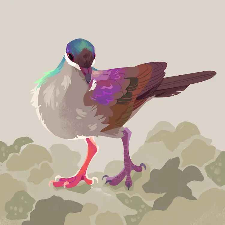 A painting of a Key West quail-dove walking amongst some rocks and dirt.