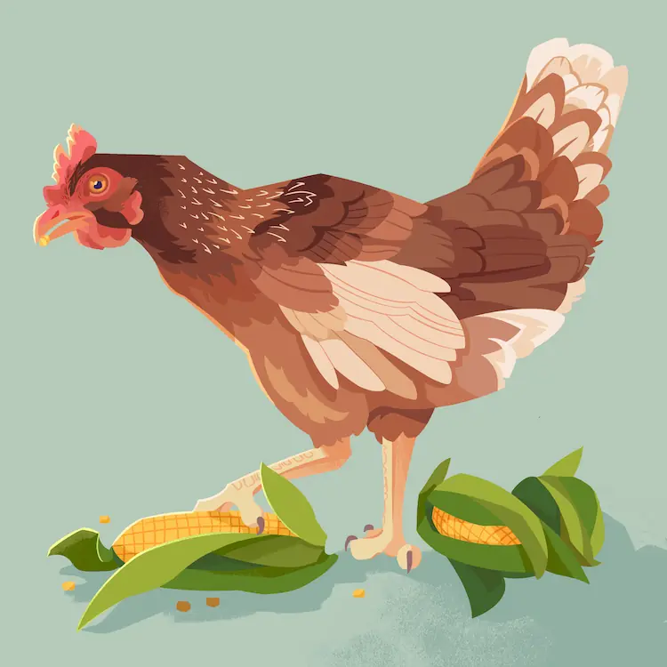 A painting of a chicken standing in some corn cobs, a leg perched up on one. It has a kernel in its mouth.