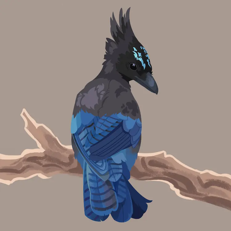 A painting of a Steller's Jay on a branch, facing directly away from the viewer. It's looking over its back.