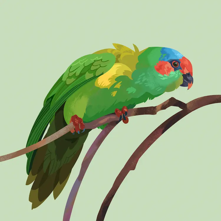 A painting of a musk lorikeet grasped on to a hanging branch, hunched over and looking to the side.