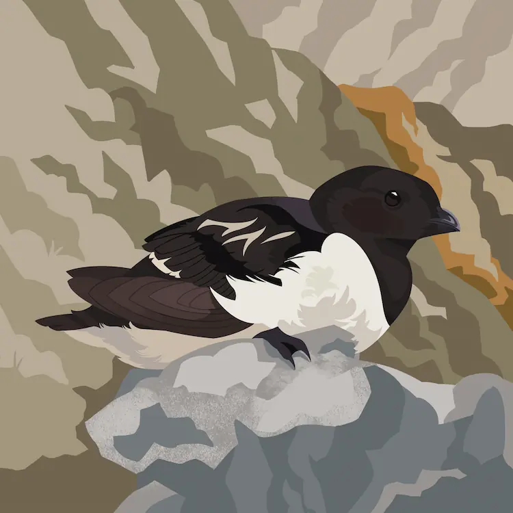 A painting of a little auk, or dovekie, resting on a cool grey rock. There are rocky shapes in the background in warmer shades.