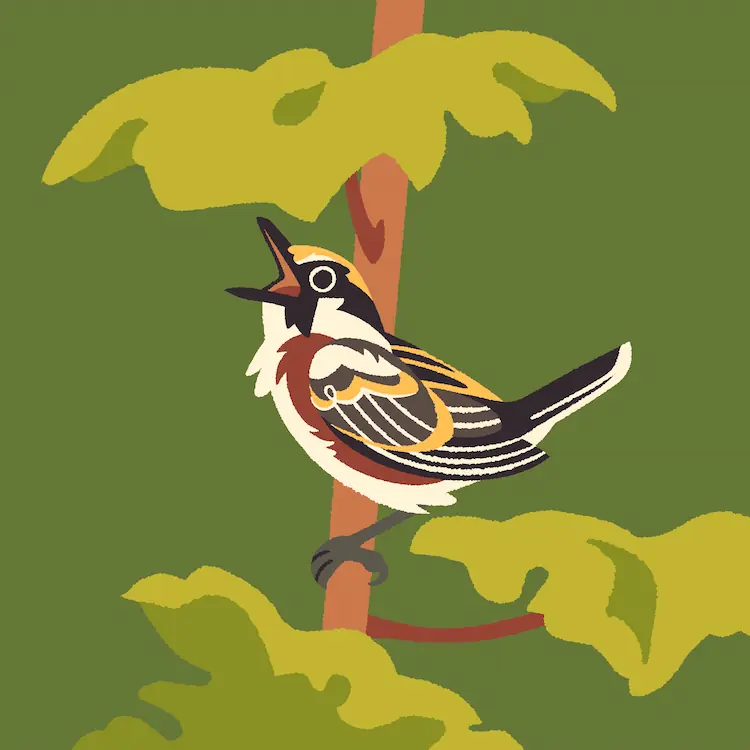 Chestnut-Sided Warbler