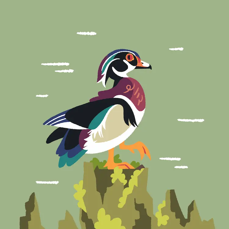 Wood Duck