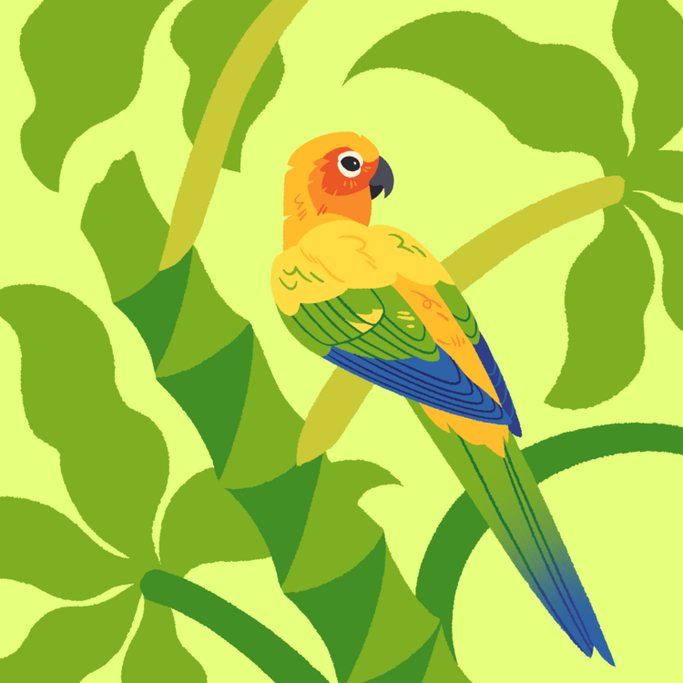 Sun Conure