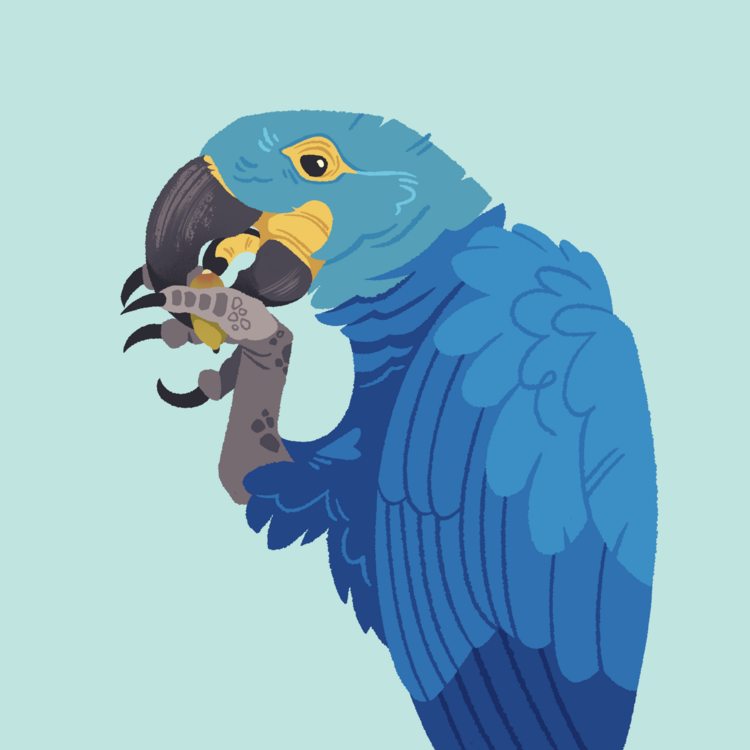 Lear's Macaw