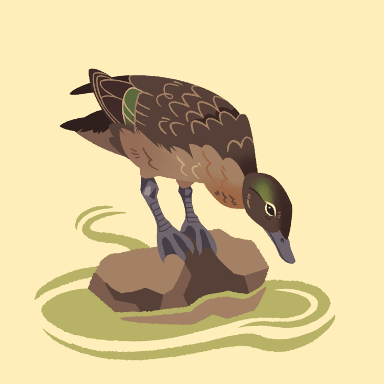 Brown Teal