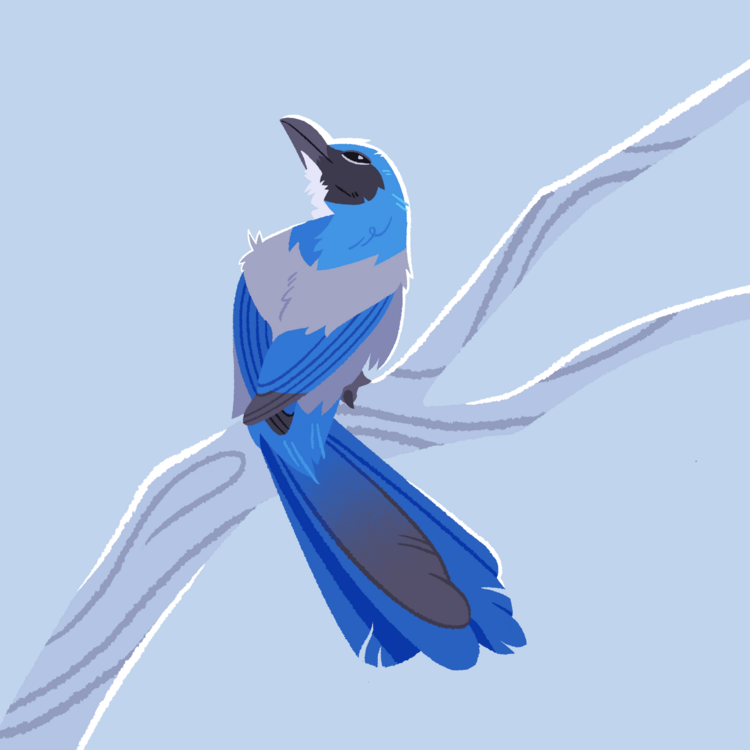 Florida Scrub Jay